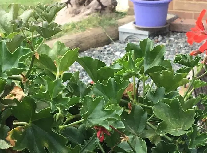 Casa Maddalena Appartement *